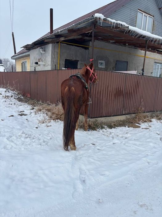3 жасар полукровка сатылады