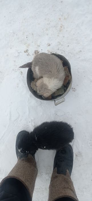 Отдам собак бесплатно