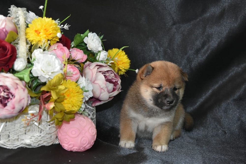 Щенки сиба ину девочки и мальчики