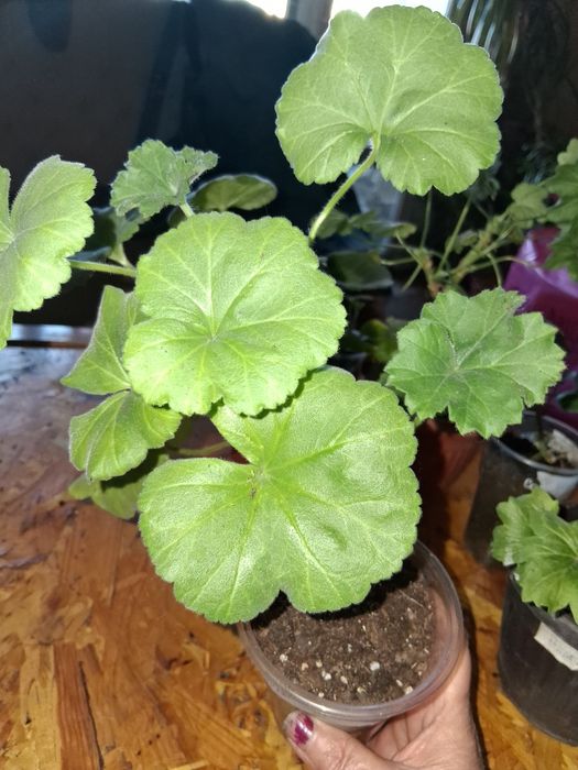 Продавам сортови пеларгонии