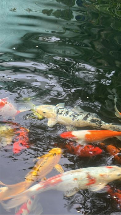 Карпы кои ,кометы