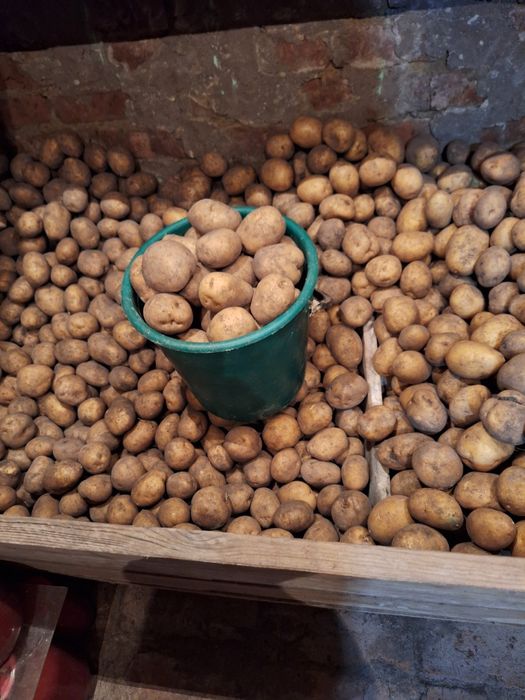 Продам садовую картошку