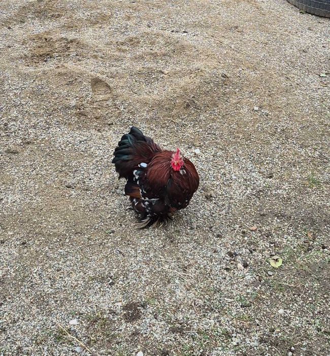 Gainușe cochinchina pitic porțelan !