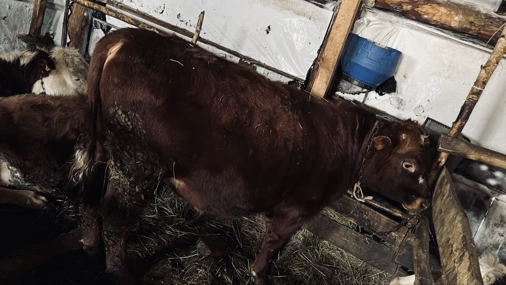 Прожам 2 бычка годовалых