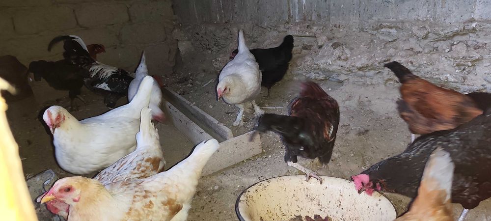 Товуқ хуроз Курицы Петухи