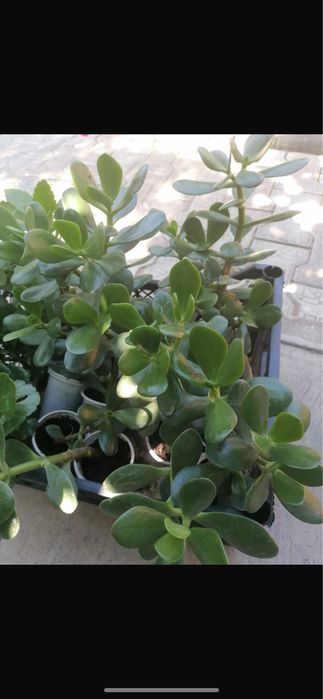 Продам Денежное Дерево