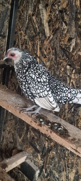 Vând doua perechi de sebright argintiu