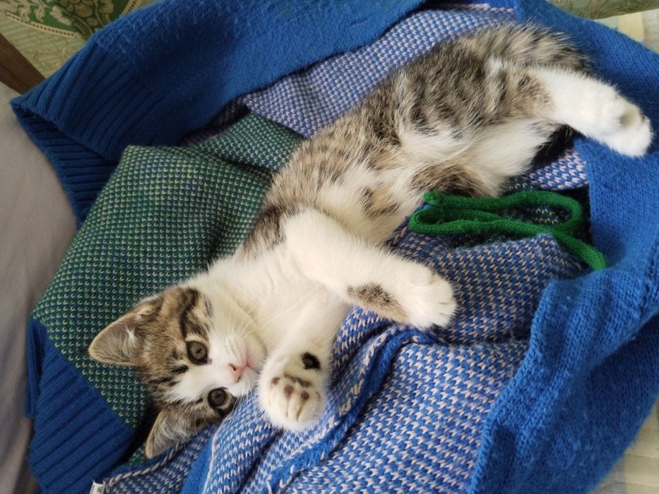 Милый котёнок ищет дом (бесплатно)