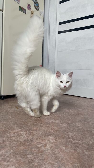 Кошечка в поисках дома