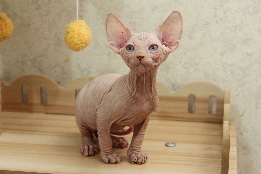 Малыши - сфинксы