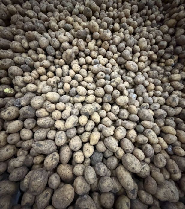 Продам семена Коломбо и Гала. Павлодар.