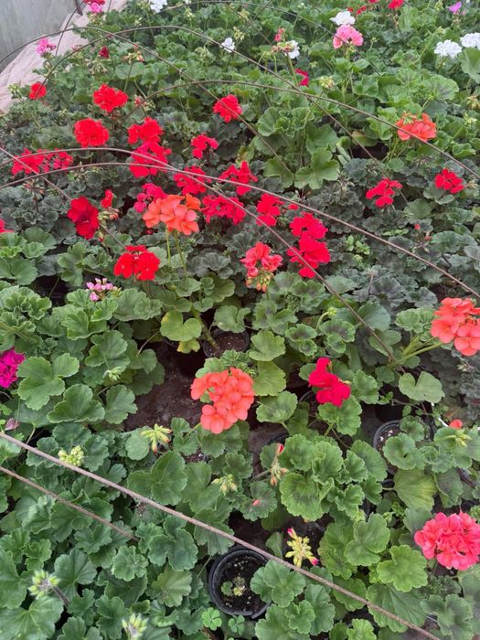 Пеларгониум мушкато Pelargonium – разцъфнало, здраво вкоренено растение ярки цветове (червено, розово, бяло) цветя за балкон, тераса, саксии и градина