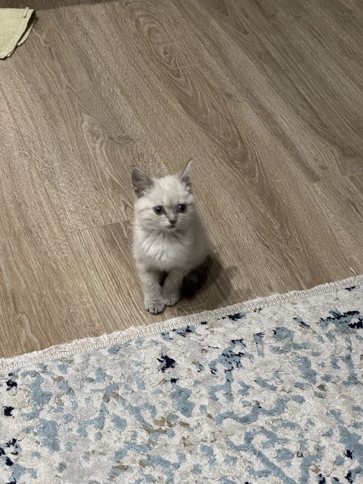 Отдам в хорошие руки