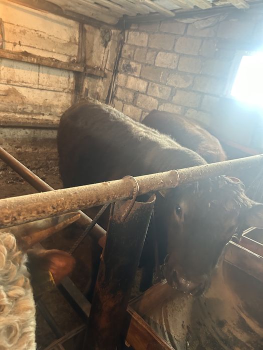 Откорм бұқалар Орал қаласы