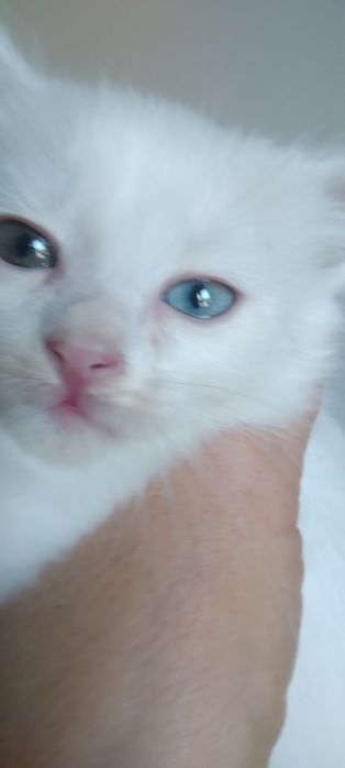 Продаётся котёнок самец