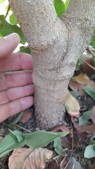 Растения - цератонии и ядлив рошков