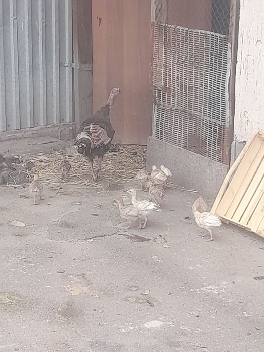 Продам индюшат месячные