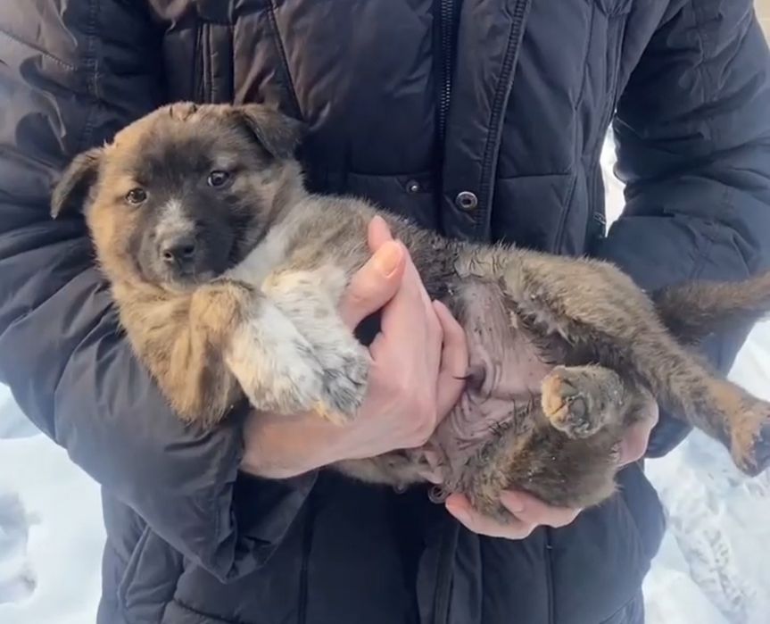 Щенок в добрые руки