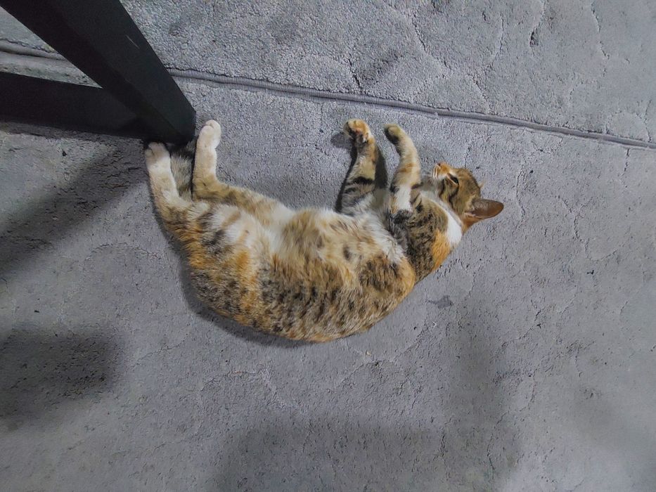 Uy mushugi sotiladi.