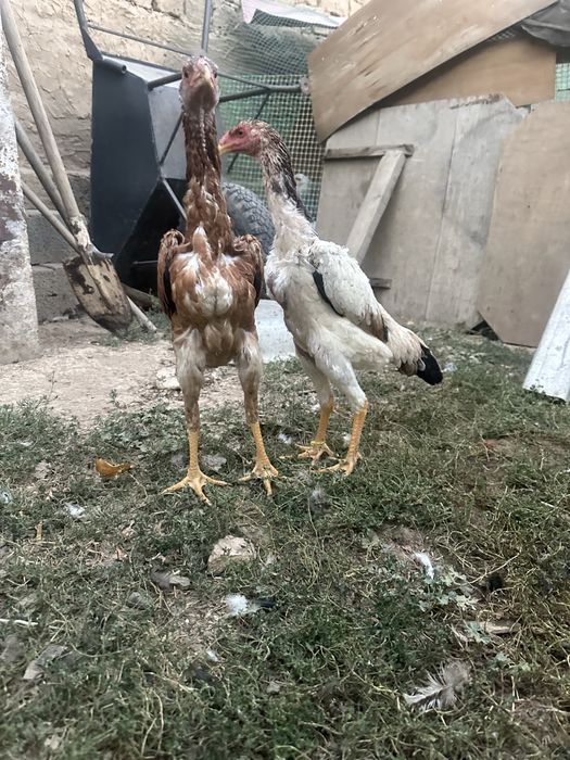 Бойцовый куры Шамо микс