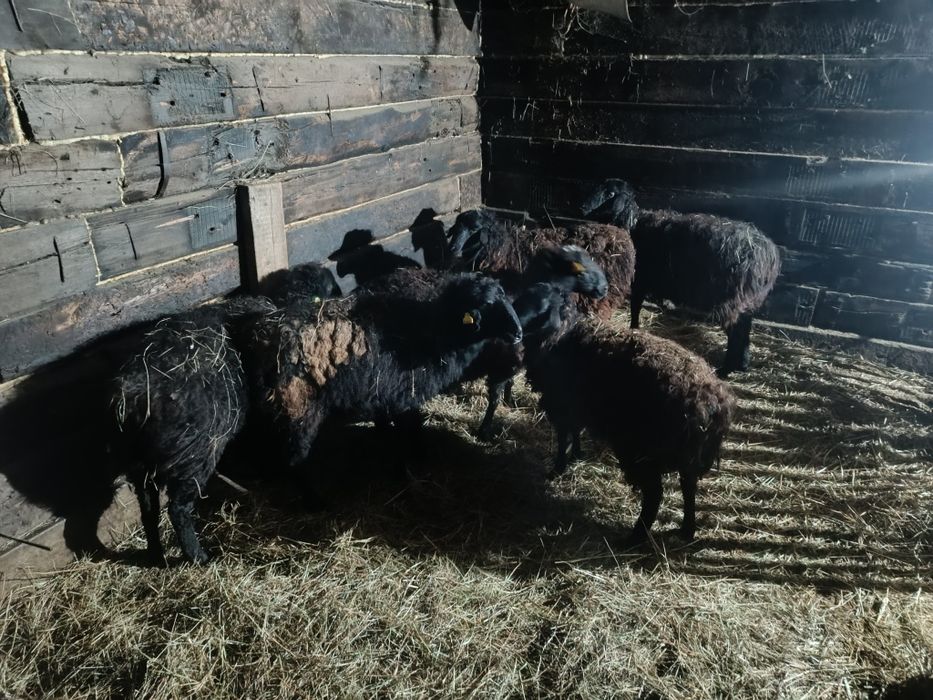 Буаз Коилар сатылады 60 мыннан