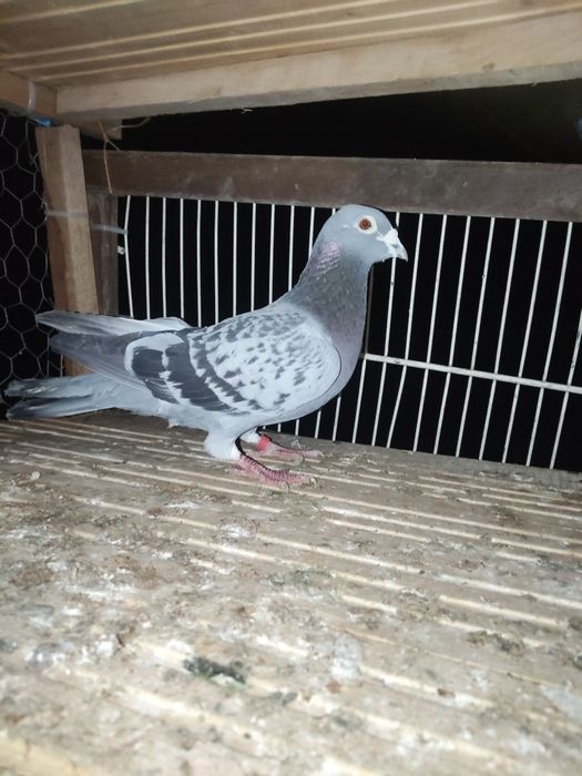 2 masculi de voiajor