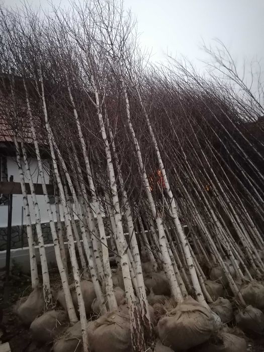 Vând mesteacăn 3-5m