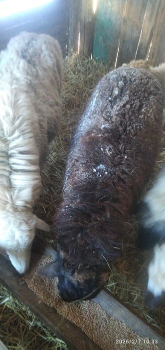 Пять  токты кошкары