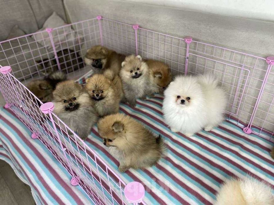 Шпиц щенки малыши