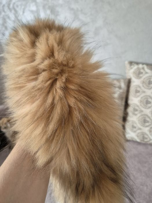 Девочка хайленд фолд