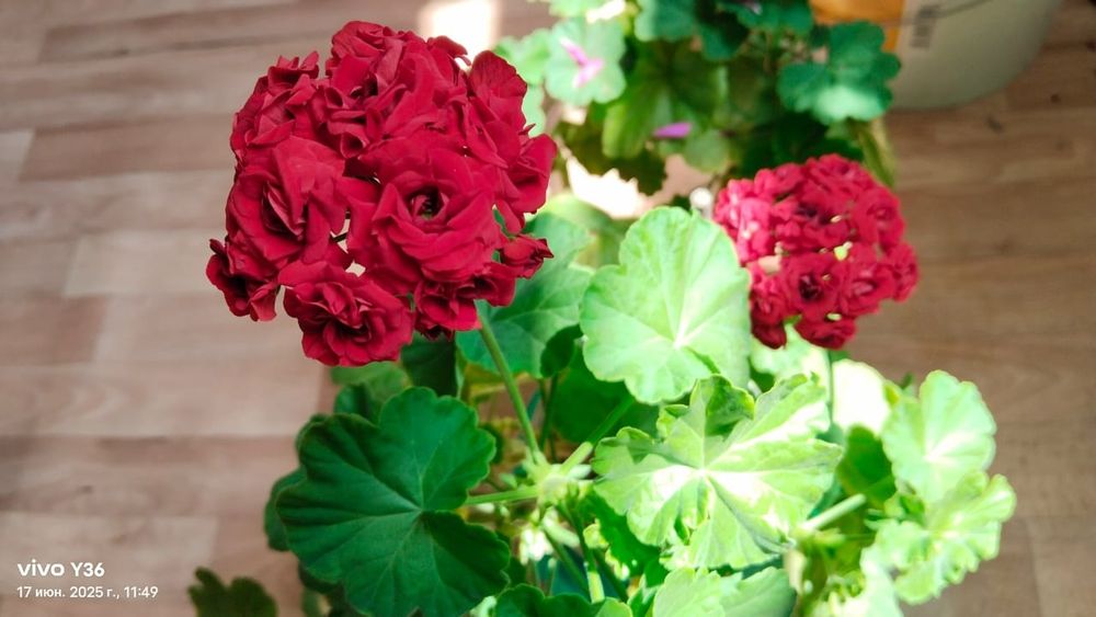 Розебудная Герань и Алоэ Вера