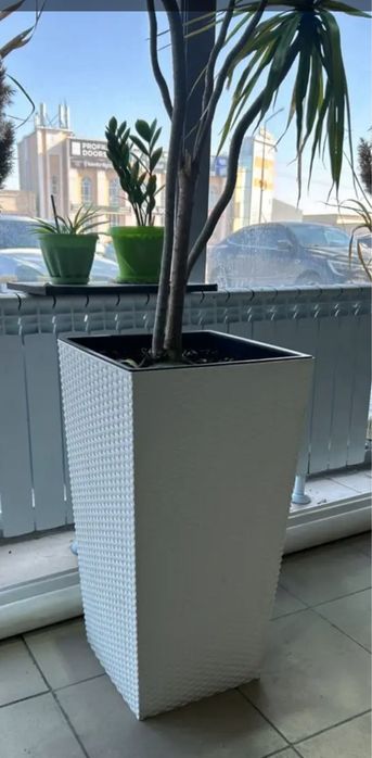 Продам драцену в кашпо