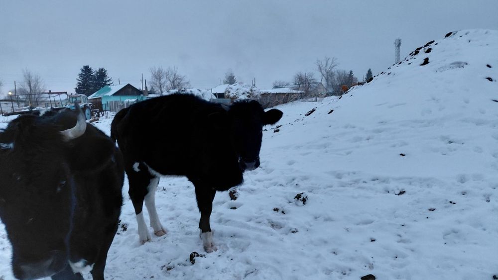 Продам годовалую телочку