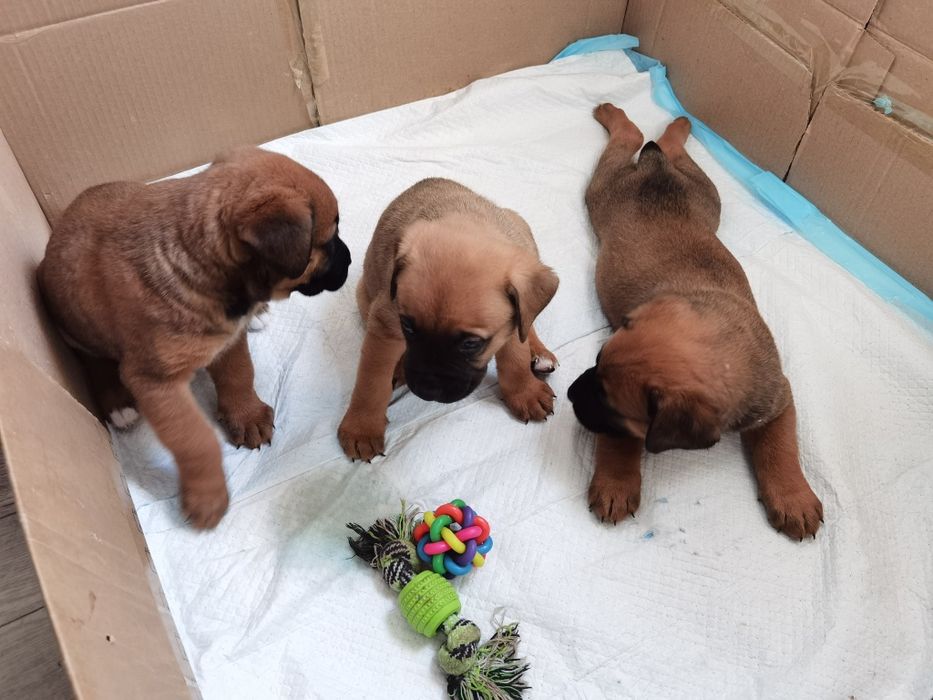 Щенки немецкого боксера