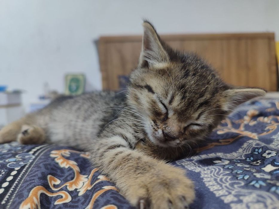 Котенок в добрые руки