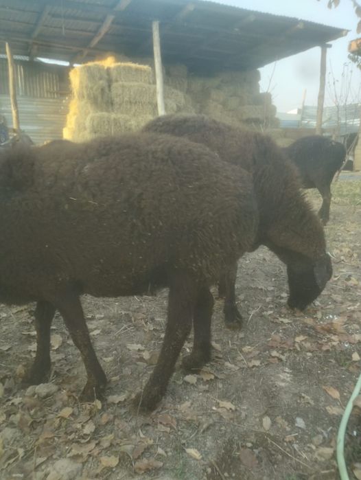 Буаз қойлар сатылады