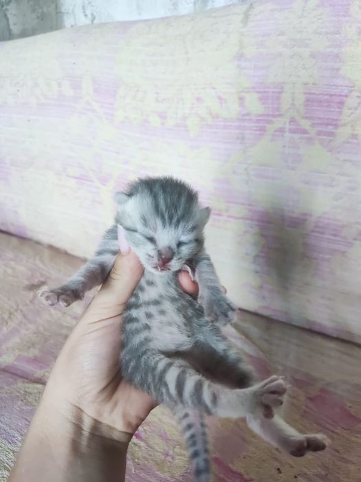 Продам котят 15 тыс