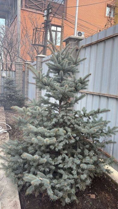 Продаи елки 2 шт