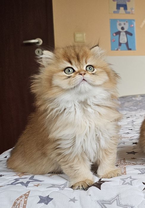 Британски дългокосмести котенца