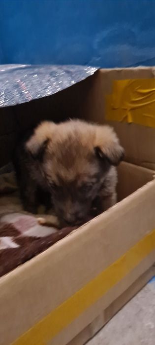 Ищем хозяина для щенка.