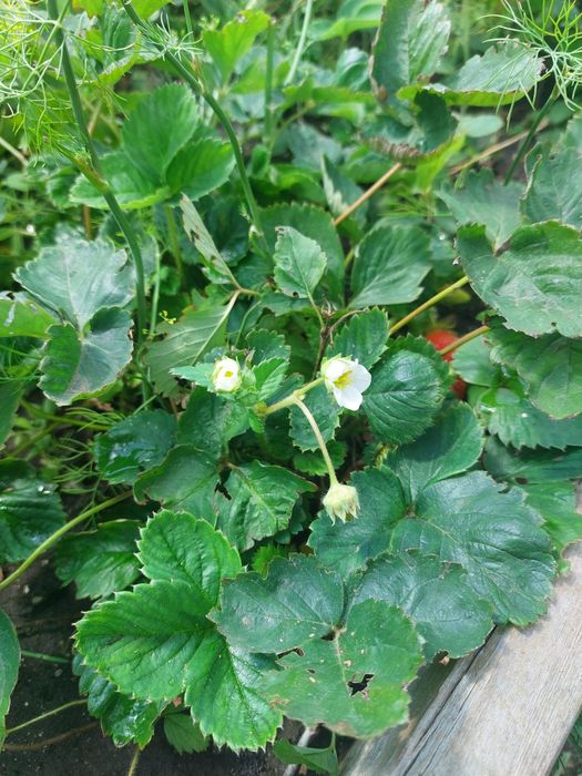 Клубника одноразовая