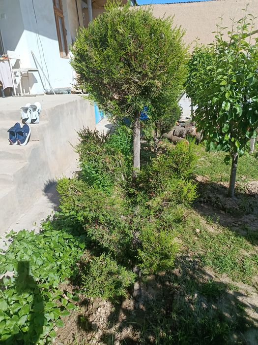 Shar,skelet va pryamoy archalar tayyor kesilgan