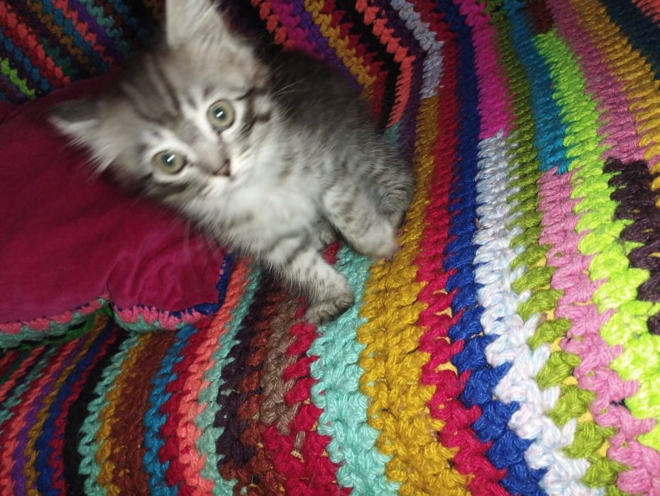 Отдам котёнка(девочка)