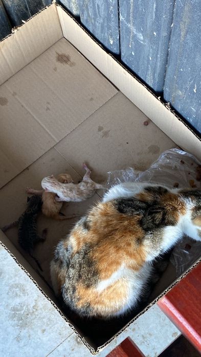 мать трехцветная кошка, и пять новорождённых котят