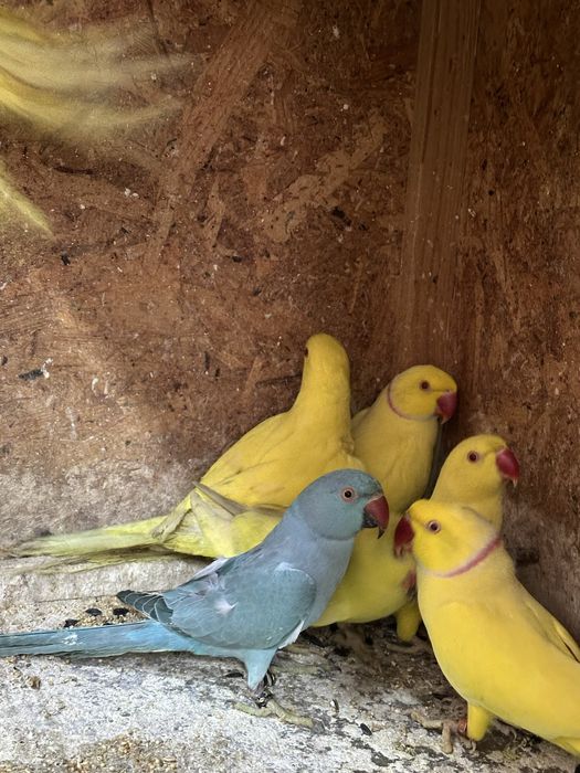 Papagali Micul  si marele Alexander