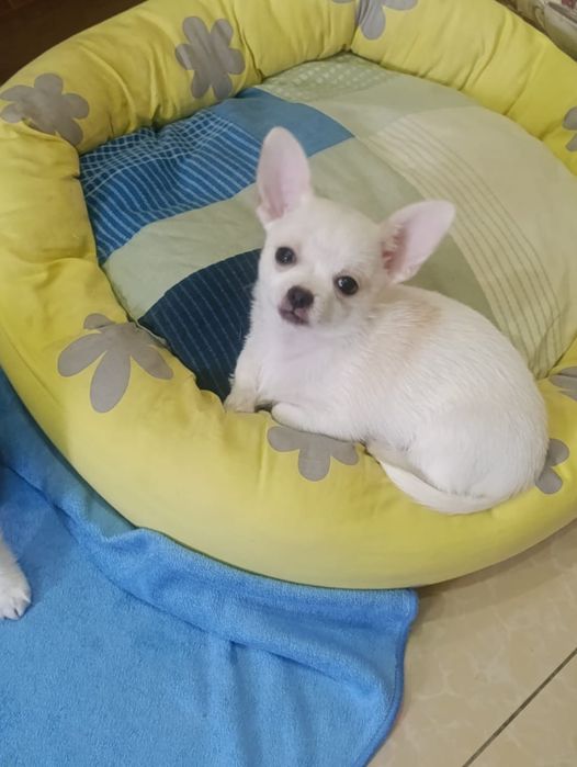 Продам чистокровных Чихуахуа