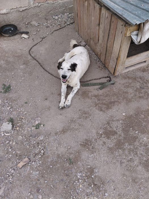 Сабака стирилизована в службе спасения нужно срочно забрать