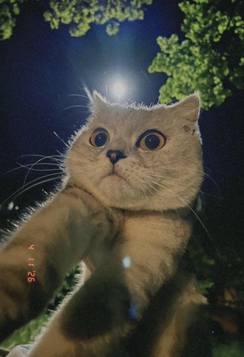 Шотландский кошки