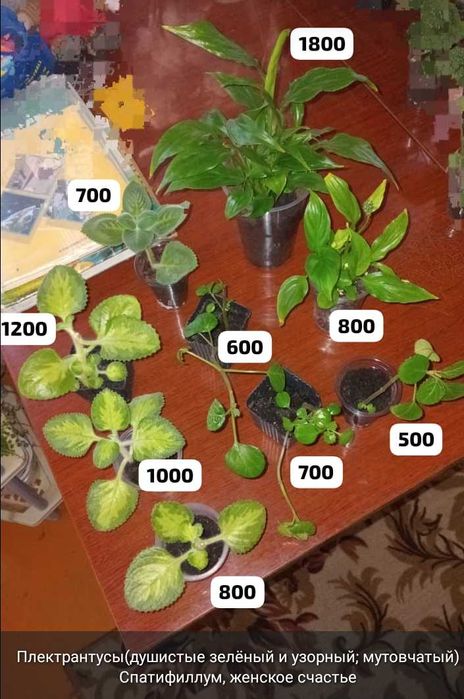 Разные комнатные растения