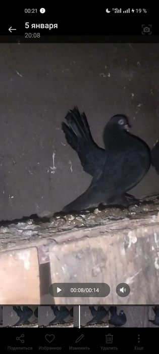 Голуби декоративные